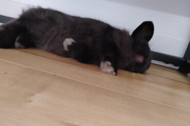 toothy sprawl