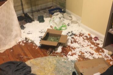 Made the mistake of leaving a new bag of bedding out. Came home to this