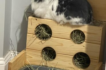 why eat from the comfort of your litter box, when you could do.... this?