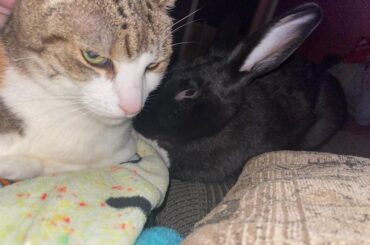 hellooo friend .trying to get the cat too love him..