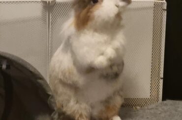 Midna heard something