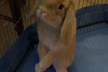 My friend’s bun, Dex!