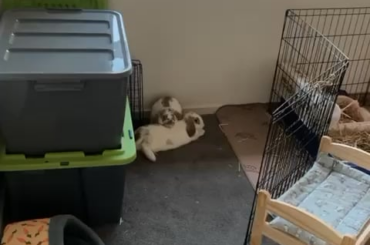 barry using betty as a head rest!