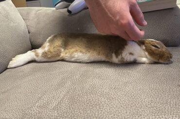 this little noodle likes pets