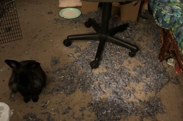 Saw this sub existed so here is my bad boy onyx next to his work of destroying a pillow