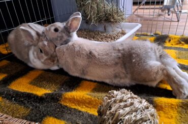 Best friend is best pillow