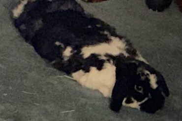 Blurry hop noodle (did not want to get closer and disturb)