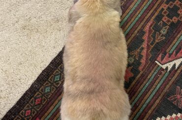 Double hop noodle action 🐰