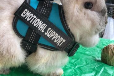 Nova the emotional support loaf🥺❤️