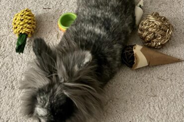 Oreo has the whole room to himself yet must squish between his toys. 🤦🏻‍♀️