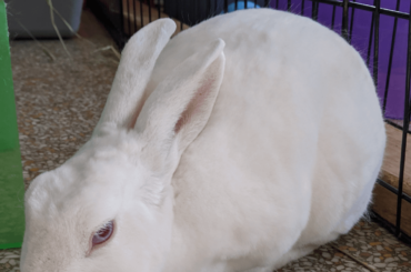 Soft loaf at Red Door Shelter in Chicago