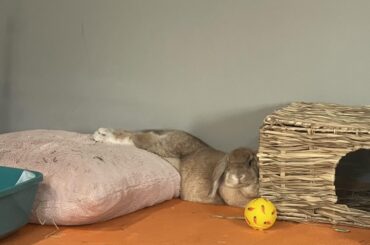 She’s at it again but this time only 25% of her body on the pillow lmao
