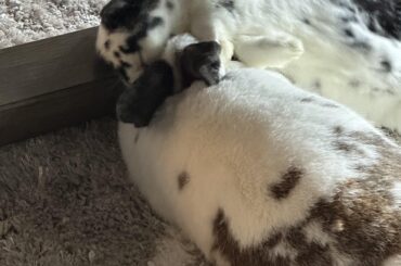 There’s no way anyone is enjoying this!