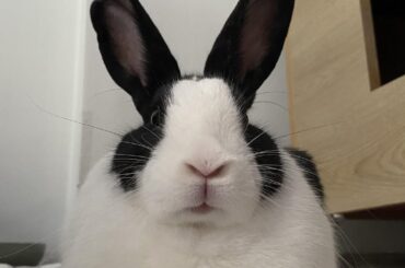 Oreo the Perfect Loaf 🍞