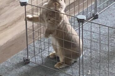 “I request carrots in my living quarters peasant, chop chop!” - Sushi, probably..