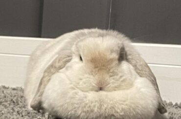 Loaf or a bread-bun? 🐰