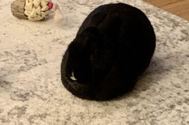 Ultimate void loaf