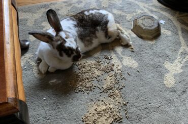 She looked me in the eye as she tossed her bowl and then flopped down. I think she is saying she dislikes her new pellets.