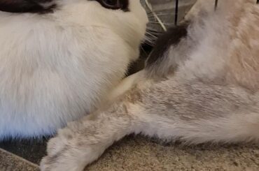Butt to the face, DuoDuo looks like she's gonna pounce at the owner of the butt
