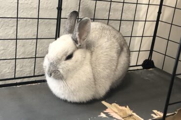 Posting my loaf here