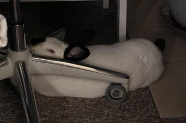 Evidently, Bunbun finds this comfortable