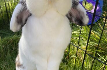 Will stand for dandelions