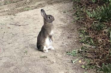 Sunny bunny on the Irvine college campus