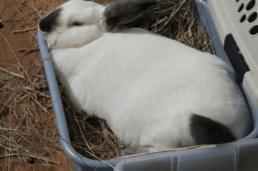 If it juuuust about fits, it snoozes