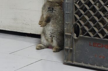 This cute bunno that we just rescued of the streets, I hope my other rabbit accepts her as her companion