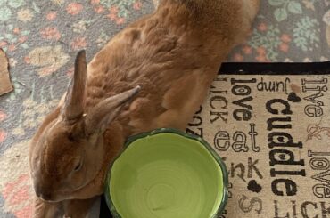 Super bunnn! (Excuse her molt 🙃)