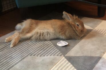 Afternoon nap time noodle