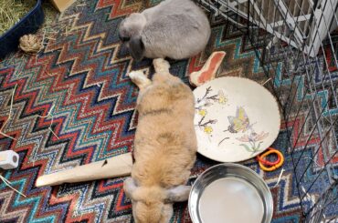 A rare noodle AND loaf