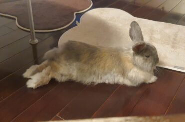 just found this subreddit - here's bean trying his best long boi pose