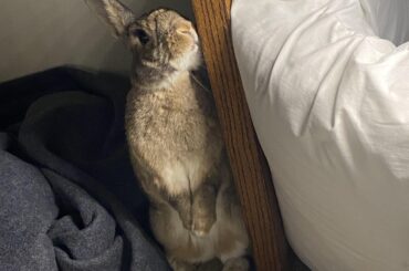 Baxter wondering how he can get past the blockades to the good stuff.