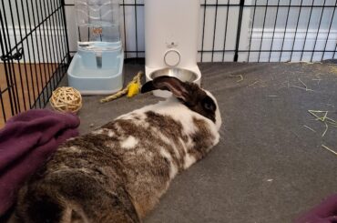 Longbun
