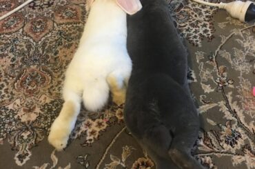 My girls doing a sploot