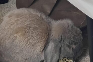 Loaf 🍞