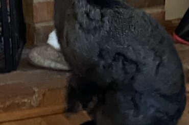 Tried to snap a pic before he moved. Lol That’s 20lbs of bun. ❤️