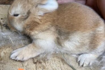 Pickles first and last loaf with us. He went to an amazing person that he’ll share with a new younger brother❤️