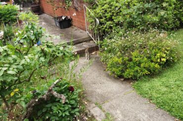 A wild, but very distinguished gentleman