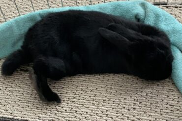 Put the dogs away Dallis… how is this relaxing
