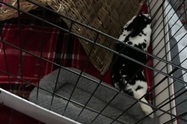 Kitten bed that he used to love, Willow tent that he likes to chew: obv sleeping between the two rather than on or under, respectively, is now preferable.