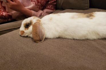 Pancake doin his thing