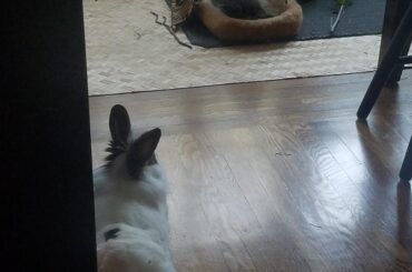 A big white noodle and a small black noodle