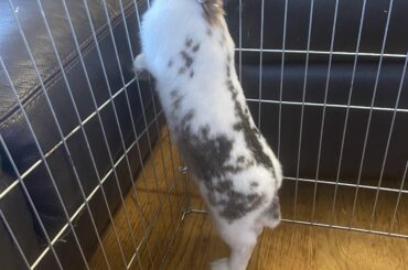 My new girl, Betty 💕