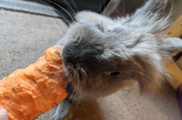 Kilgore's response to my attempts to shame her for getting into a grocery bag...I used to spend my Friday nights differently than this