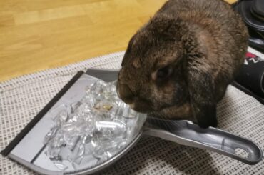 Albert next to the mess he made, immediately after he proceeded to walk over the broken glass and made mommy worry about his paws. Swipe left for even more mischief