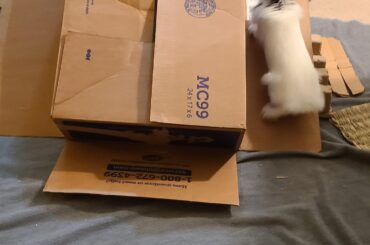 Hardcore Parkour Bun