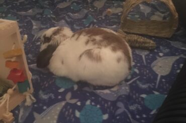 Loafing with my new toys!