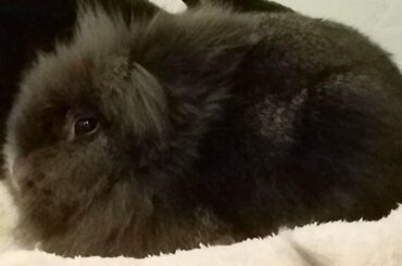 Look at this loaf, isn't it neat? Where are its ears, and where are its peets? 🎶